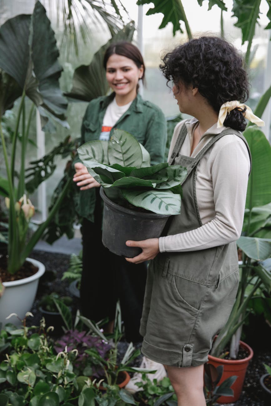 cheerful ethnic gardeners with potted plants working in glasshouse, who wants to be a millionaire, smart money bro
